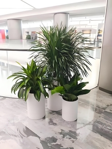 宁波慈溪植物租摆专业